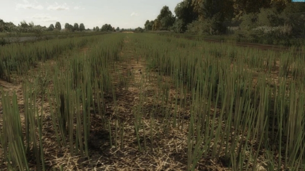 FS22 - Rapeseed Texture V1.0