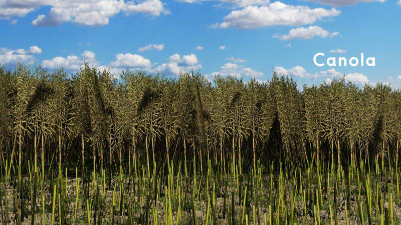 FS19 - Canola Texture Mod V1.0